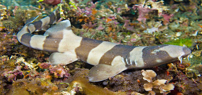 12 Harmless Shark Species That Possibly Won’t Eat You | Pagista