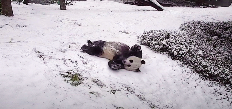 do pandas hibernate