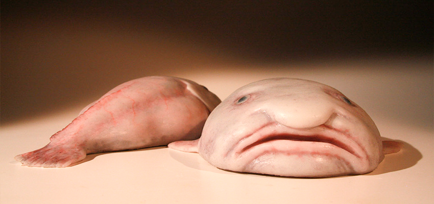 Fish with human face, Blob fish, Breaking facts