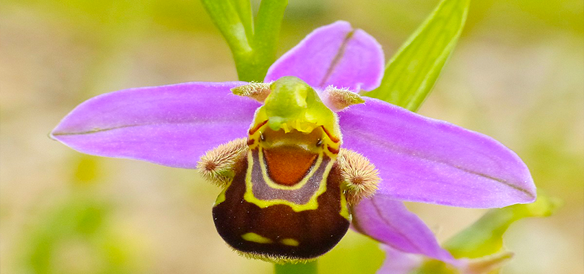Bee Orchid (Ophrys Apifera) Weird Flowers