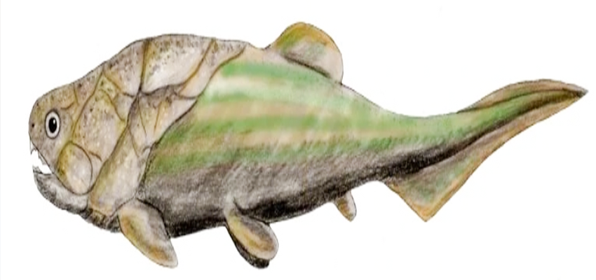 Coccosteus prehistoric fish