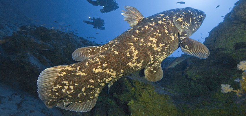 Coelacanths Prehistoric fish