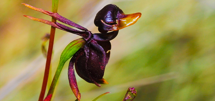 Flying Duck Orchid (Caleana Major) Weird Flowers