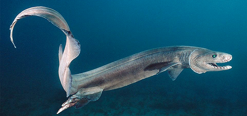 Frilled Shark prehistoric fish