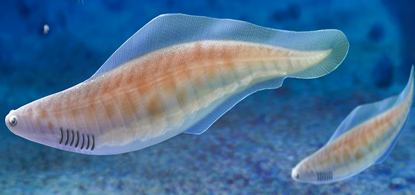 Haikouichthys prehistoric fish