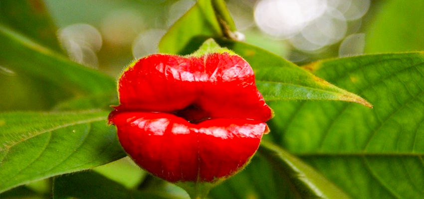 Hooker’s Lips (Psychotria Elata)  Weird Flowers