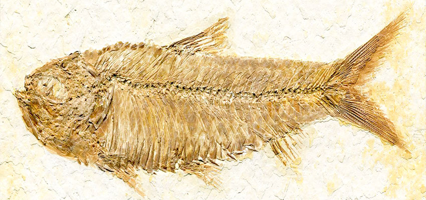 Prehistoric Fishe Knightia