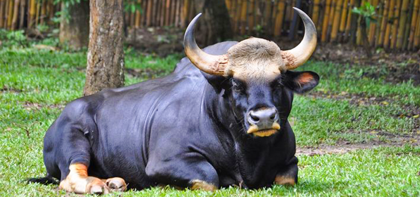 10 Biggest Bulls in the World 