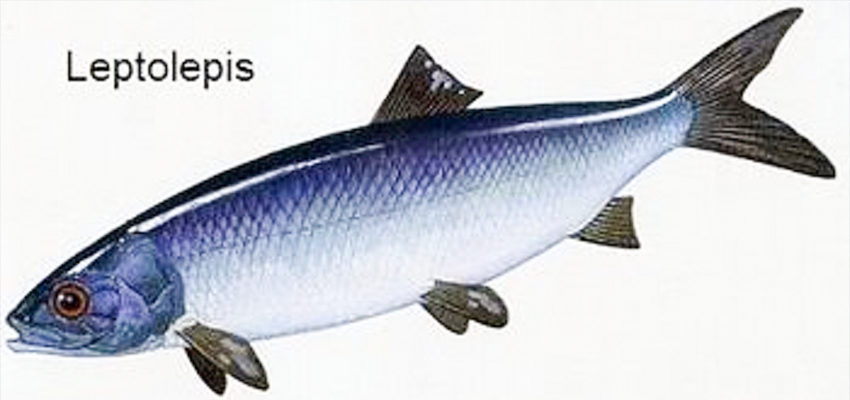 Leptolepis prehistoric fish