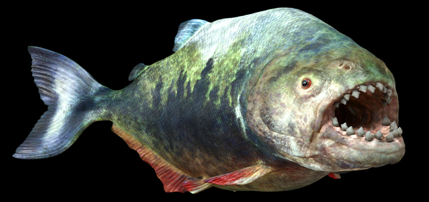 Megapiranha prehistoric fish