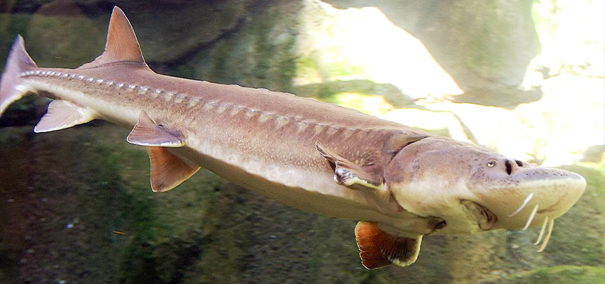 Sturgeon Prehistoric fish