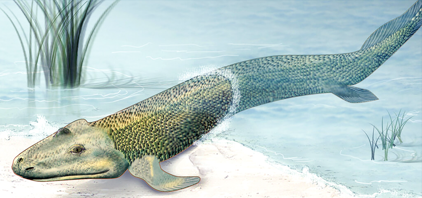 Tiktaalik prehistoric fish