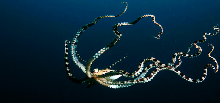 20 Incredible Facts About Mimic Octopus Majestic Shapeshifter Of The